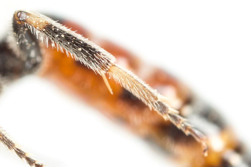 Lasioglossum nigripes (Lepeletier, 1841)