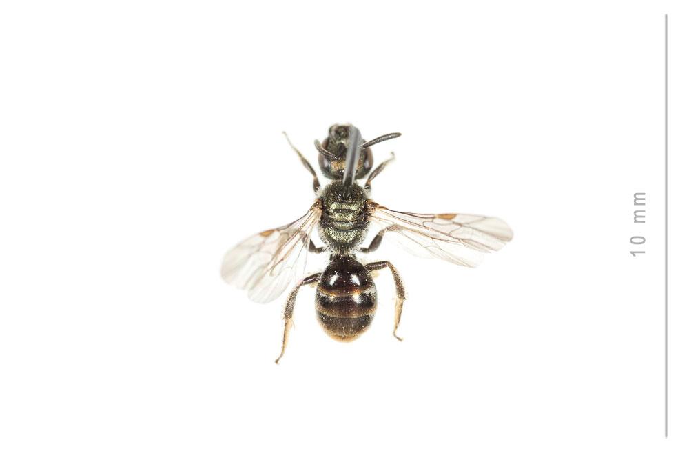 Lasioglossum morio (Fabricius, 1793)