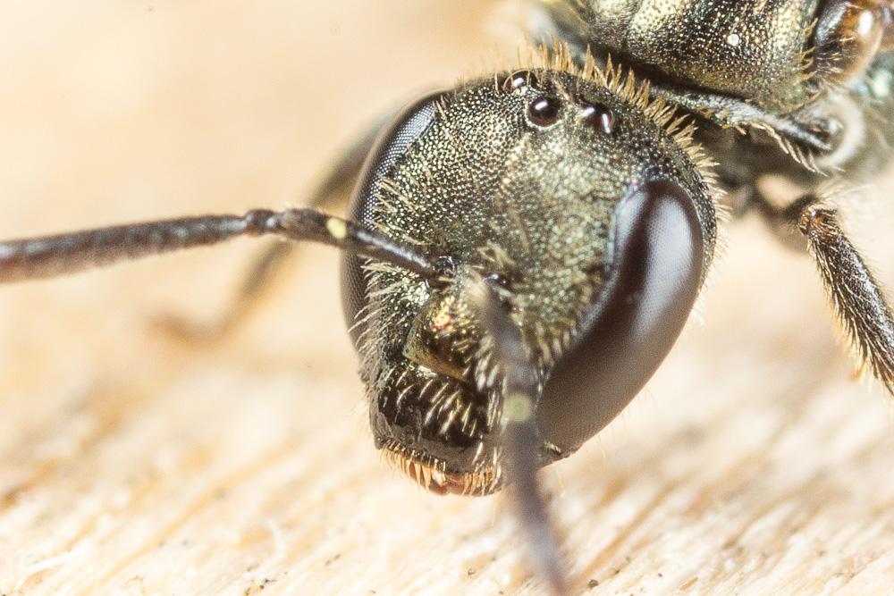  Lasioglossum morio (Fabricius, 1793)