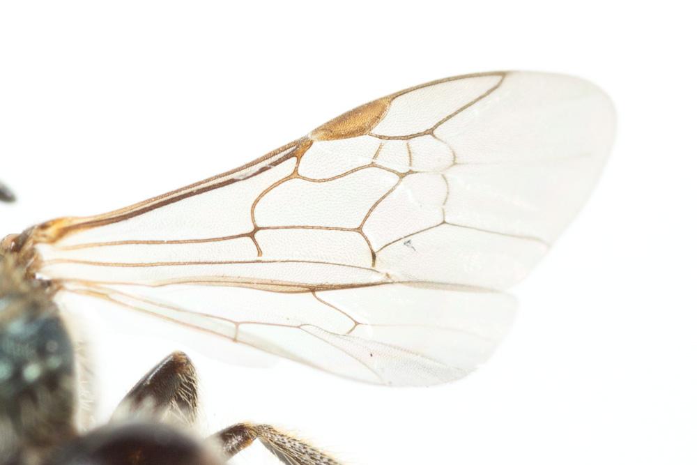 Lasioglossum morio (Fabricius, 1793)