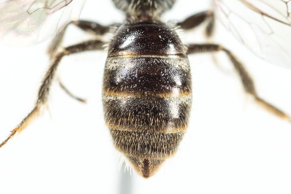 Lasioglossum morio (Fabricius, 1793)