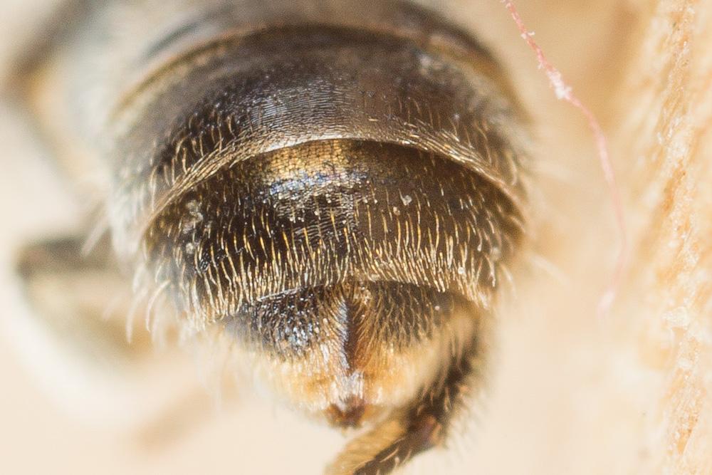 Lasioglossum morio (Fabricius, 1793)