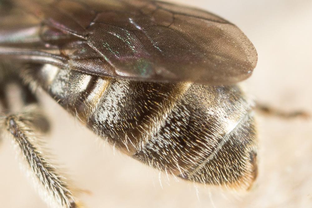  Lasioglossum morio (Fabricius, 1793)