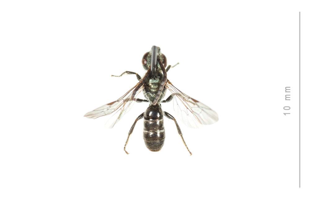 Lasioglossum morio (Fabricius, 1793)