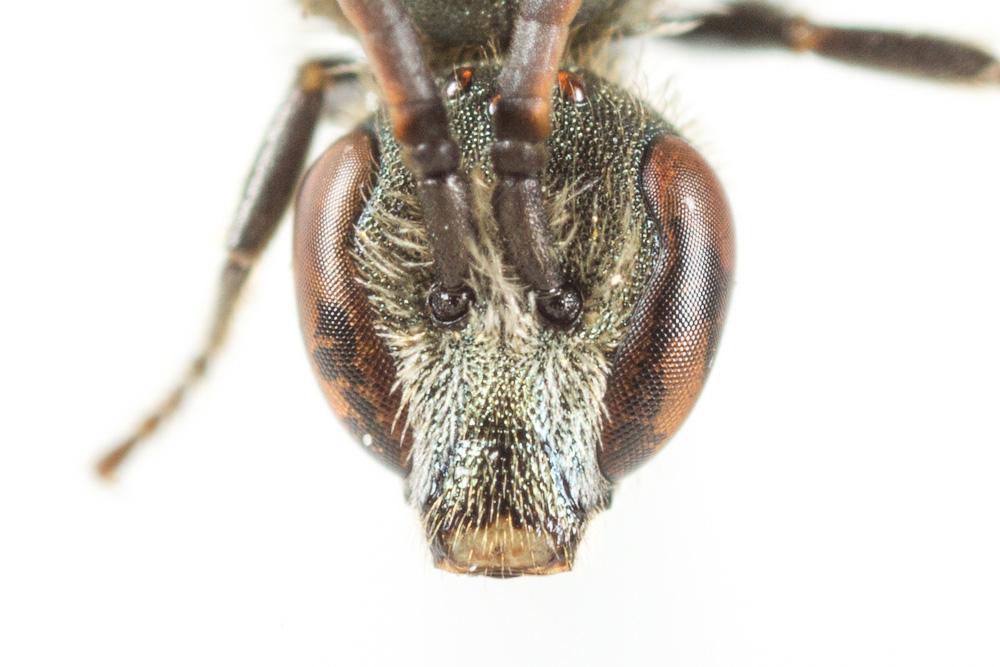 Lasioglossum morio (Fabricius, 1793)