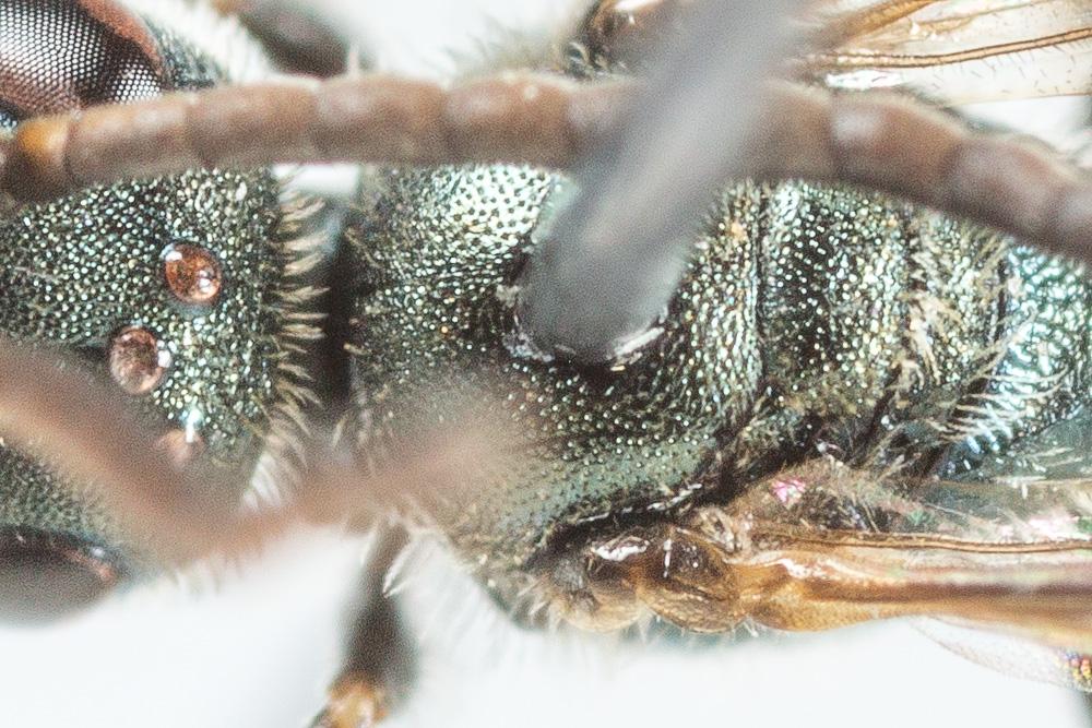 Lasioglossum morio (Fabricius, 1793)