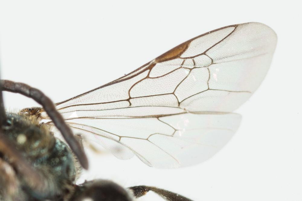 Lasioglossum morio (Fabricius, 1793)