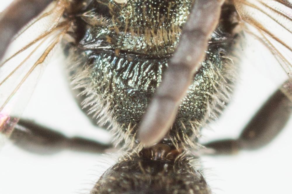 Lasioglossum morio (Fabricius, 1793)