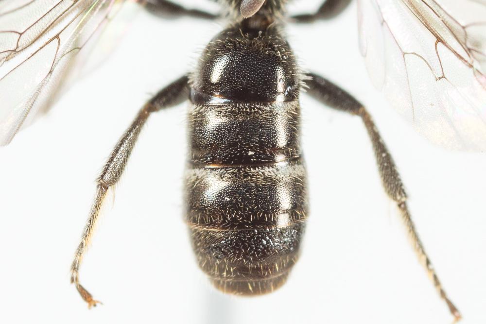 Lasioglossum morio (Fabricius, 1793)
