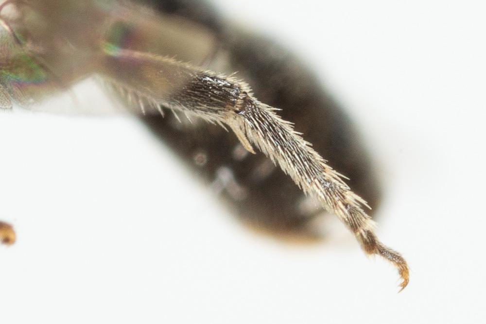 Lasioglossum morio (Fabricius, 1793)