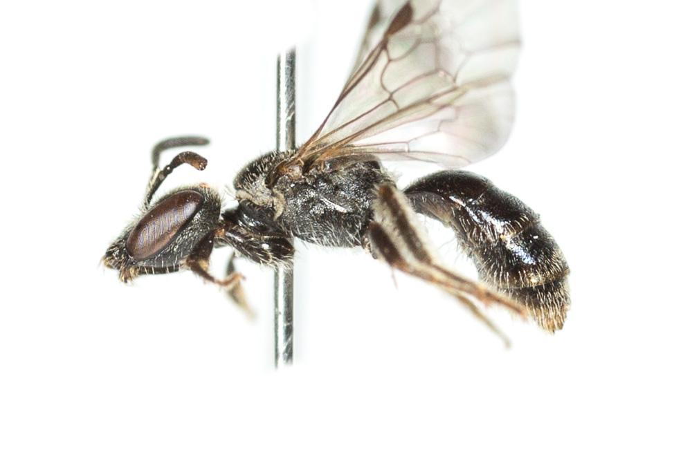 Lasioglossum minutissimum (Kirby, 1802)
