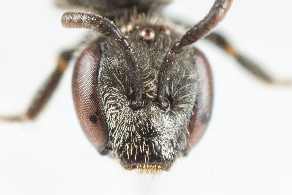 Lasioglossum minutissimum (Kirby, 1802)