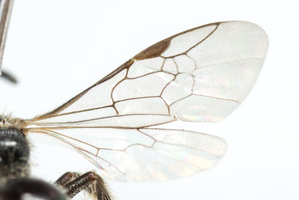 Lasioglossum minutissimum (Kirby, 1802)