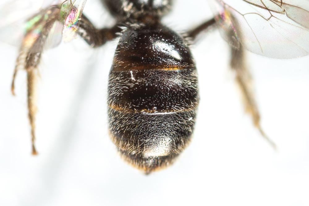Le  Lasioglossum minutissimum (Kirby, 1802)