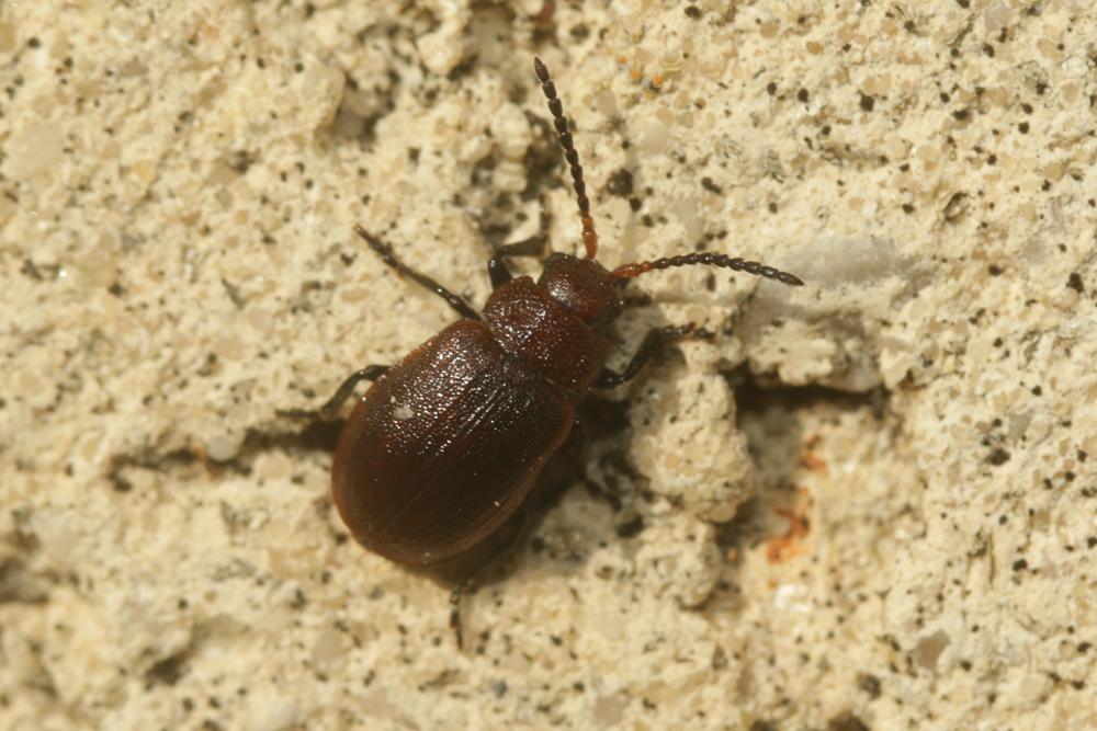  Emarhopa rufa (Germar, 1824)