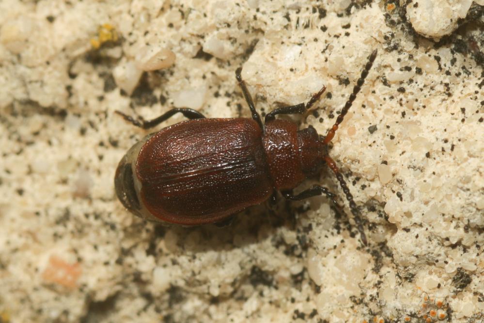 Emarhopa rufa (Germar, 1824)