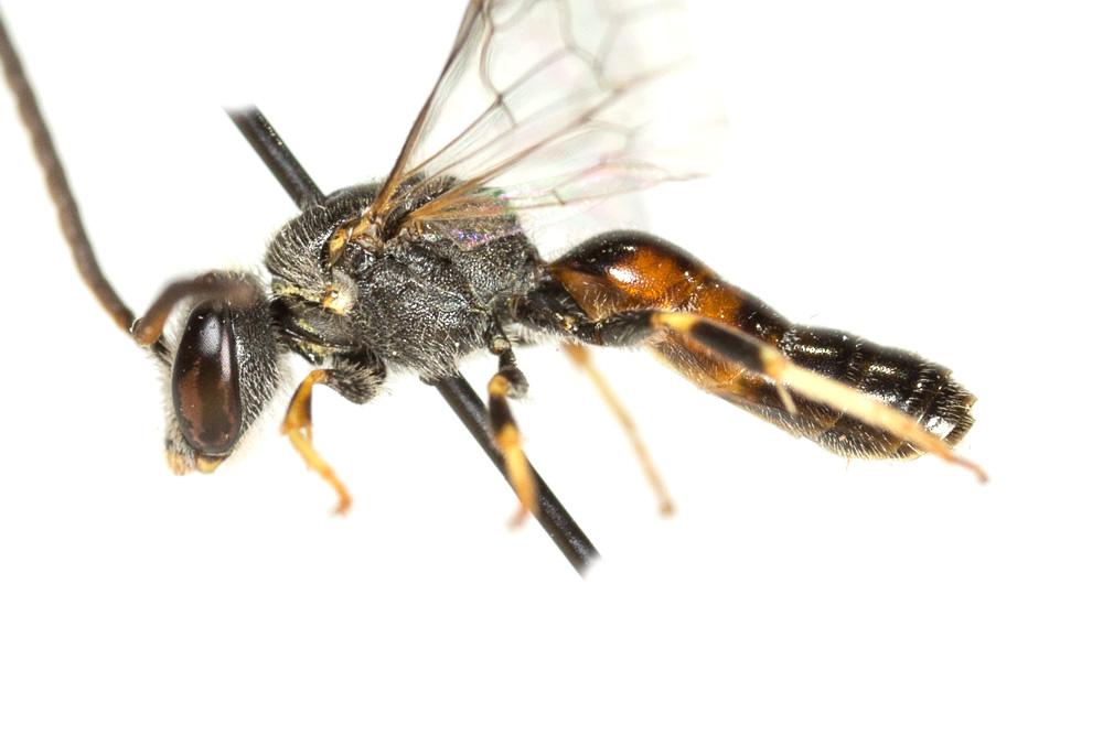 Lasioglossum mediterraneum (Blüthgen, 1926)