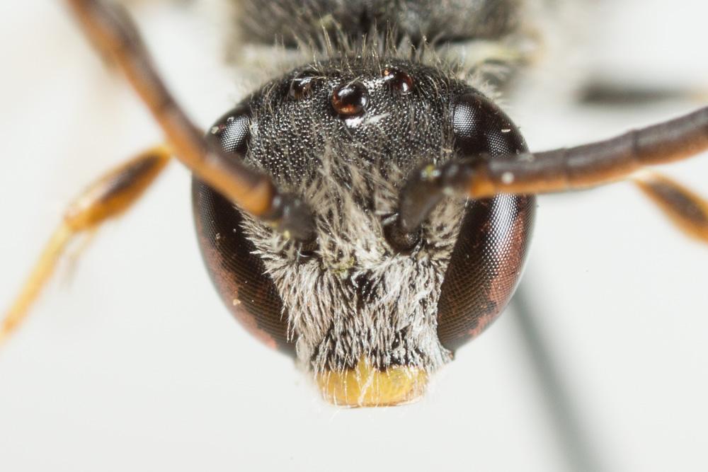  Lasioglossum mediterraneum (Blüthgen, 1926)