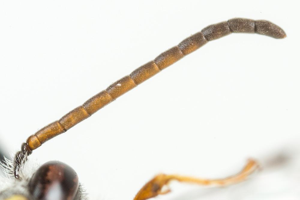  Lasioglossum mediterraneum (Blüthgen, 1926)