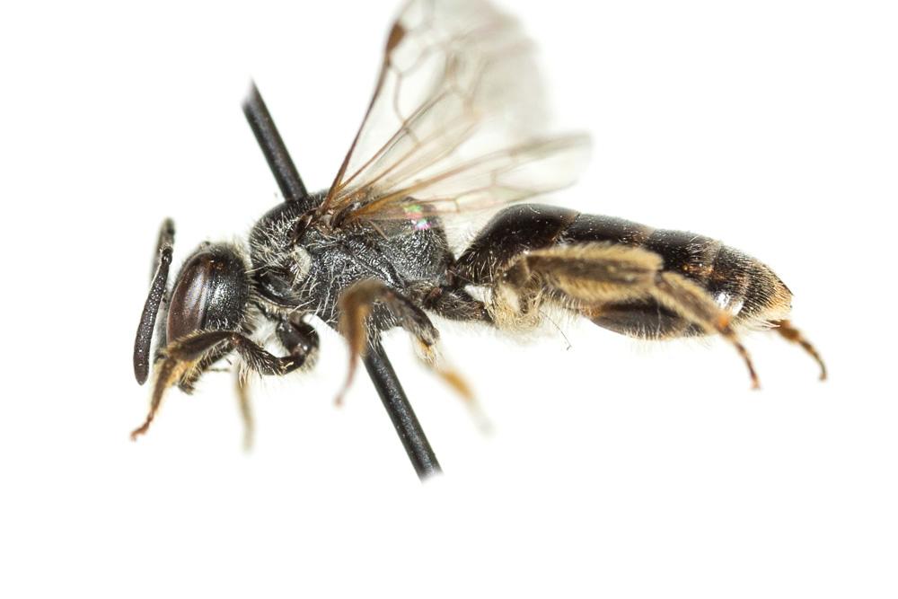 Lasioglossum mediterraneum (Blüthgen, 1926)