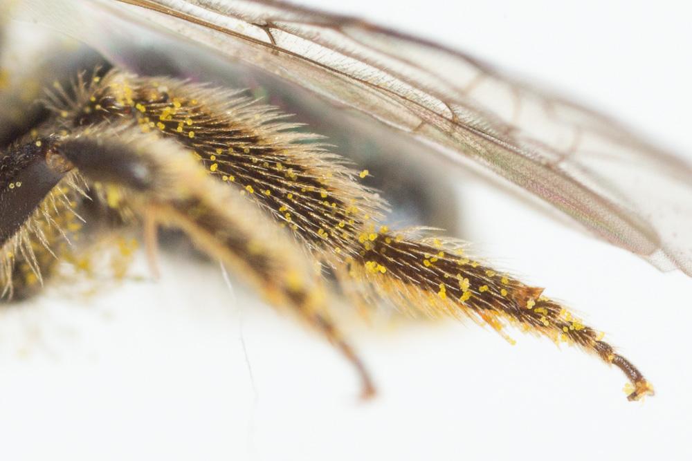 Lasioglossum medinai (Vachal, 1895)