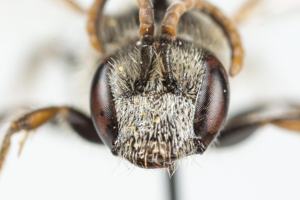 Lasioglossum medinai (Vachal, 1895)