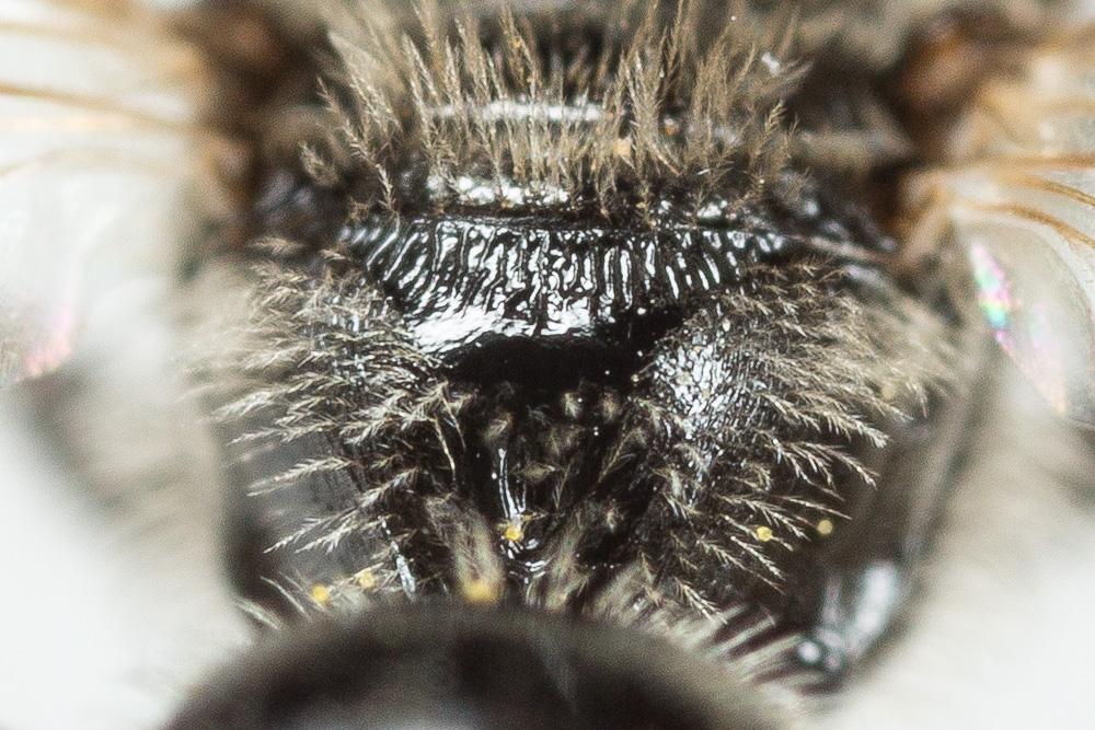  Lasioglossum medinai (Vachal, 1895)