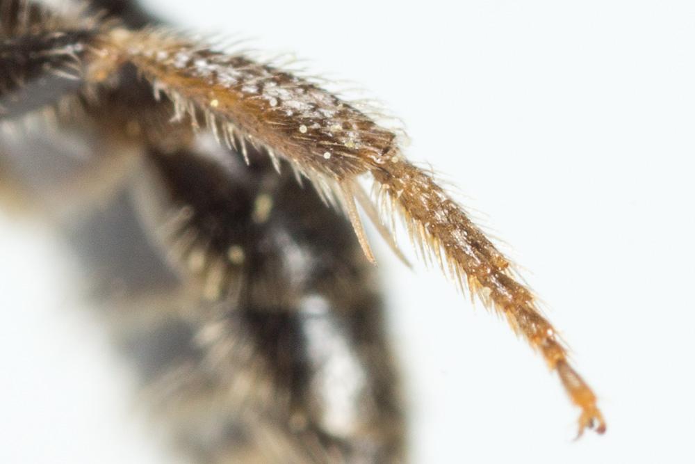 Lasioglossum medinai (Vachal, 1895)