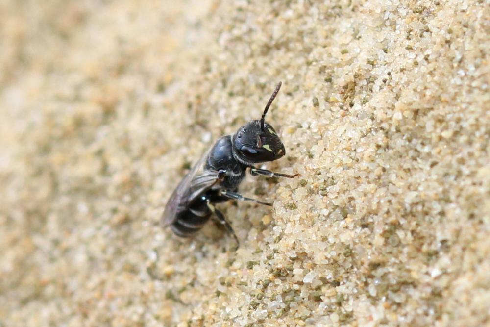 Hylaeus Fabricius, 1793