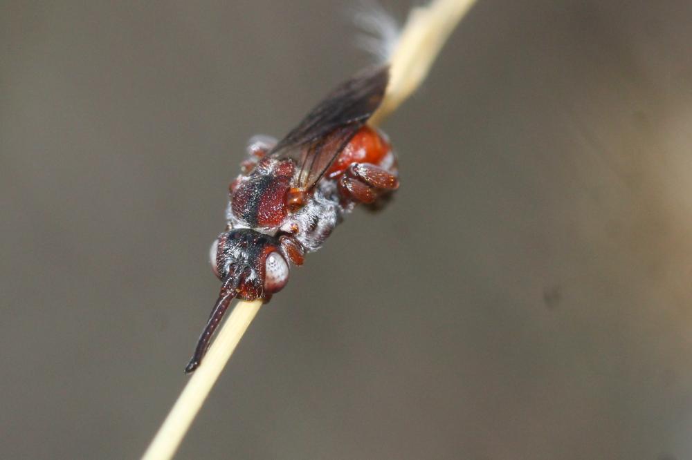  Pasites maculatus Jurine, 1807