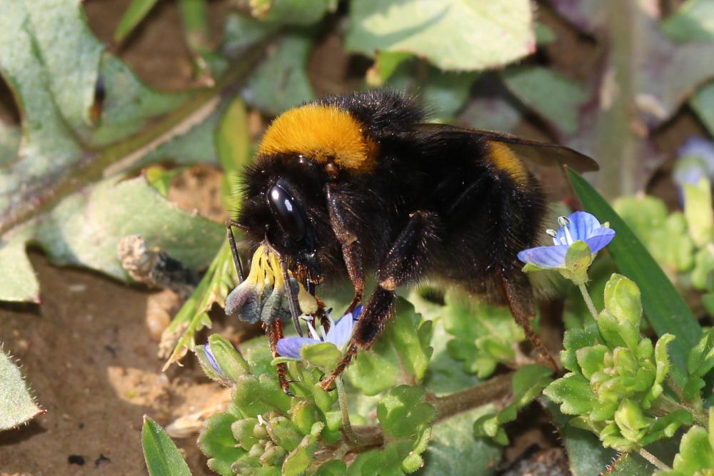 Bourdon terrestre (Le) Bombus terrestris (Linnaeus, 1758)