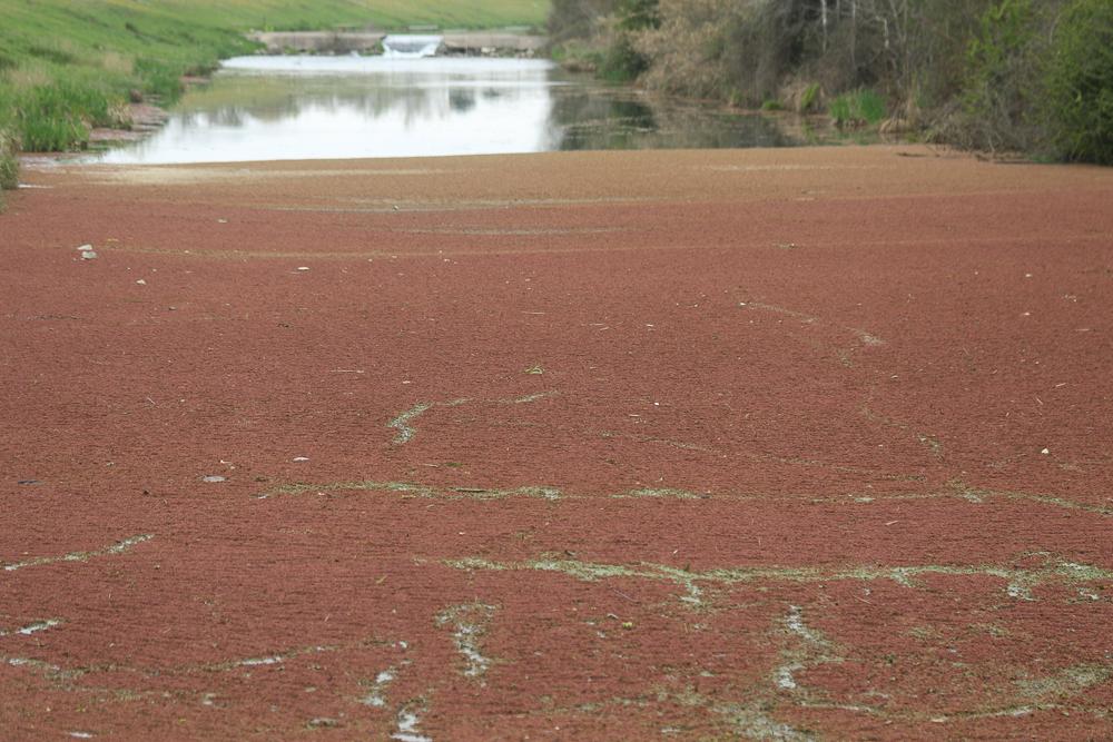 Azolla fausse-fougère, Fougère d'eau Azolla filiculoides Lam., 1783