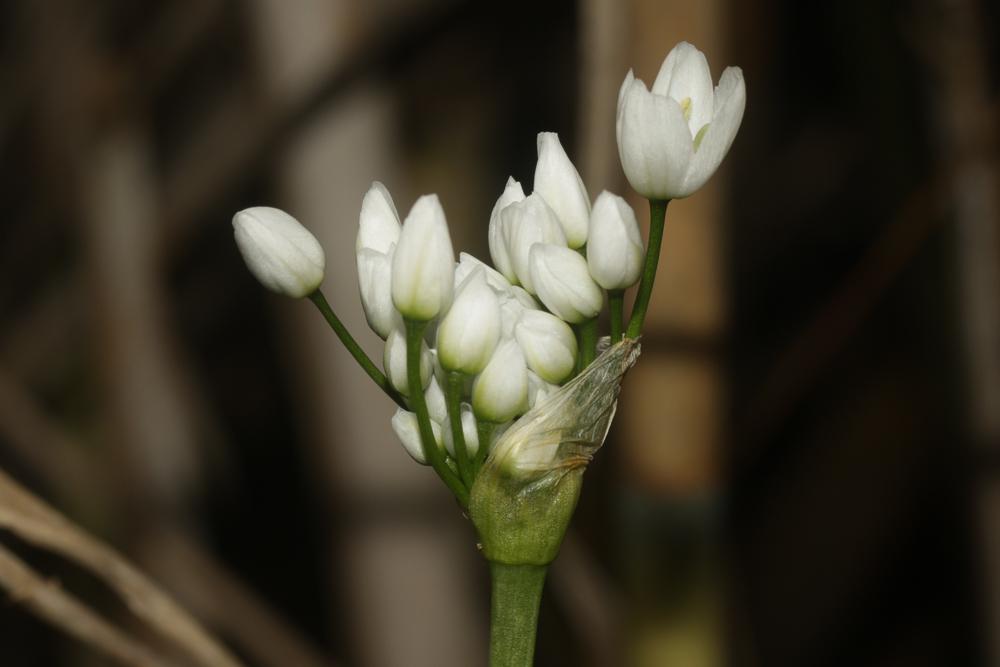 Ail de Naples, Ail blanc Allium neapolitanum Cirillo, 1788