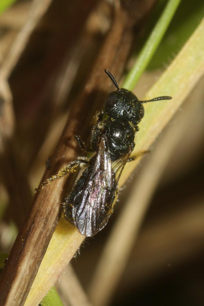 Cératine bleutée Ceratina cyanea (Kirby, 1802)