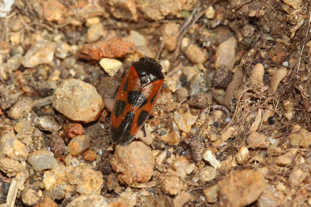 Haematoloma dorsata (Ahrens, 1812)