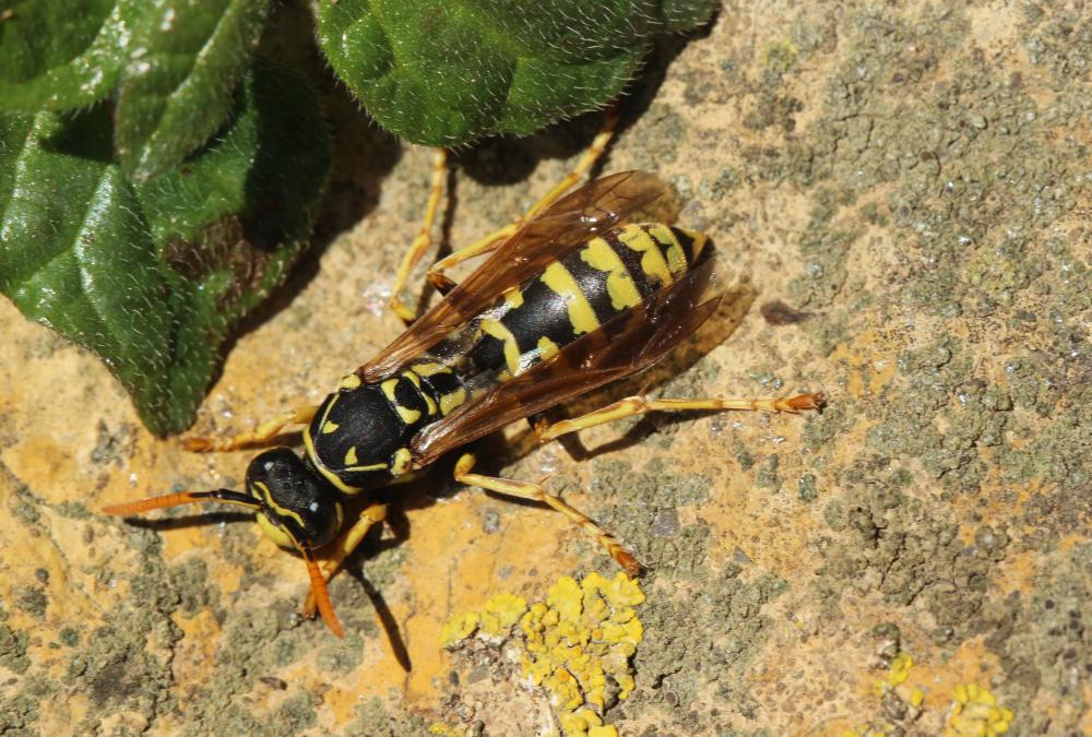  Polistes Latreille, 1802