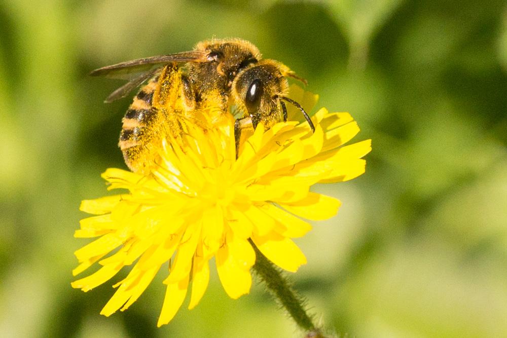 Halictus scabiosae (Rossi, 1790)