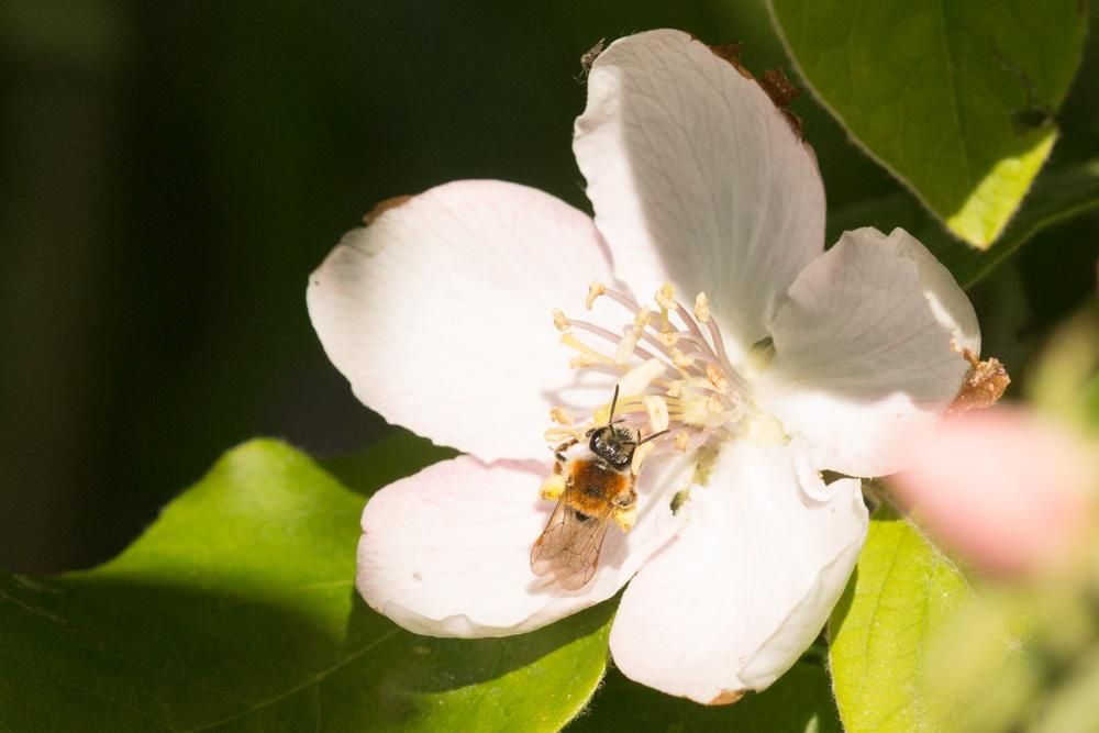  Andrena haemorrhoa (Fabricius, 1781)