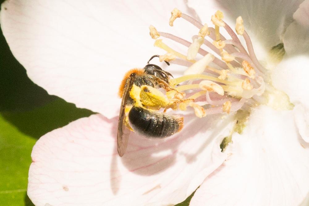  Andrena haemorrhoa (Fabricius, 1781)
