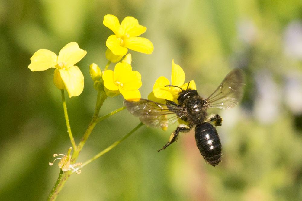 Andrena pilipes Fabricius, 1781