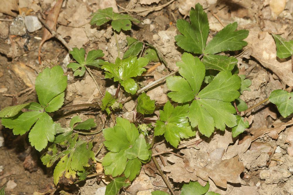 Sanicle d'Europe, Herbe aux chênes Sanicula europaea L., 1753