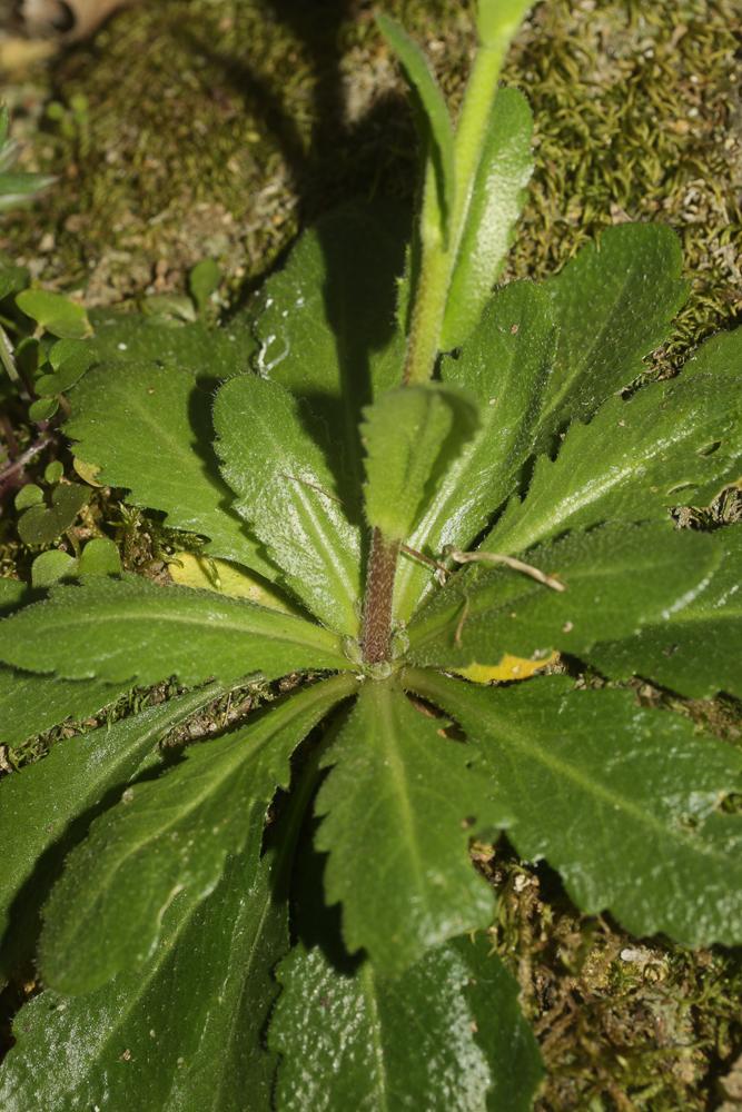 Arabette poilue, Arabette hérissée Arabis hirsuta (L.) Scop., 1772