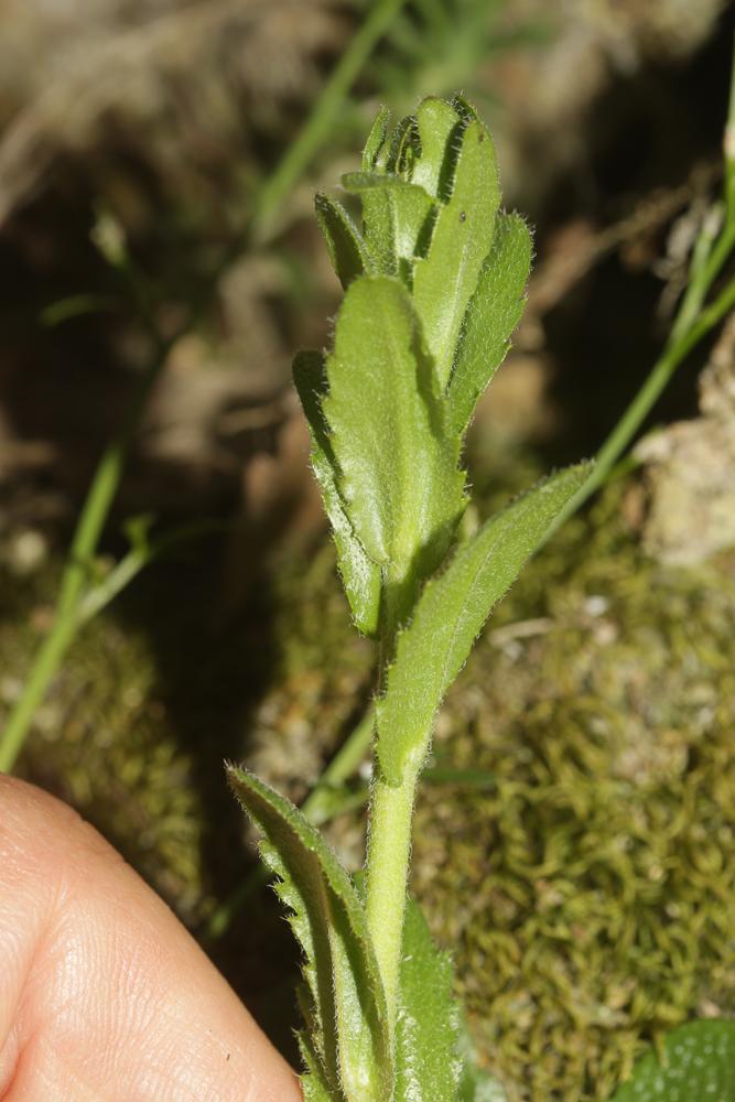 Arabette poilue, Arabette hérissée Arabis hirsuta (L.) Scop., 1772