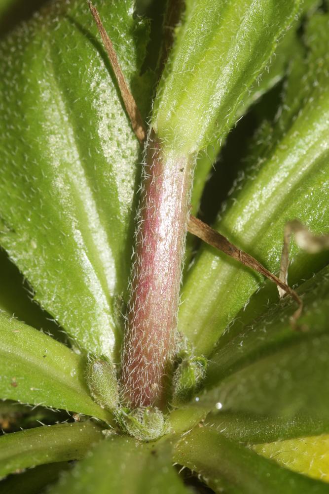 Arabette poilue, Arabette hérissée Arabis hirsuta (L.) Scop., 1772