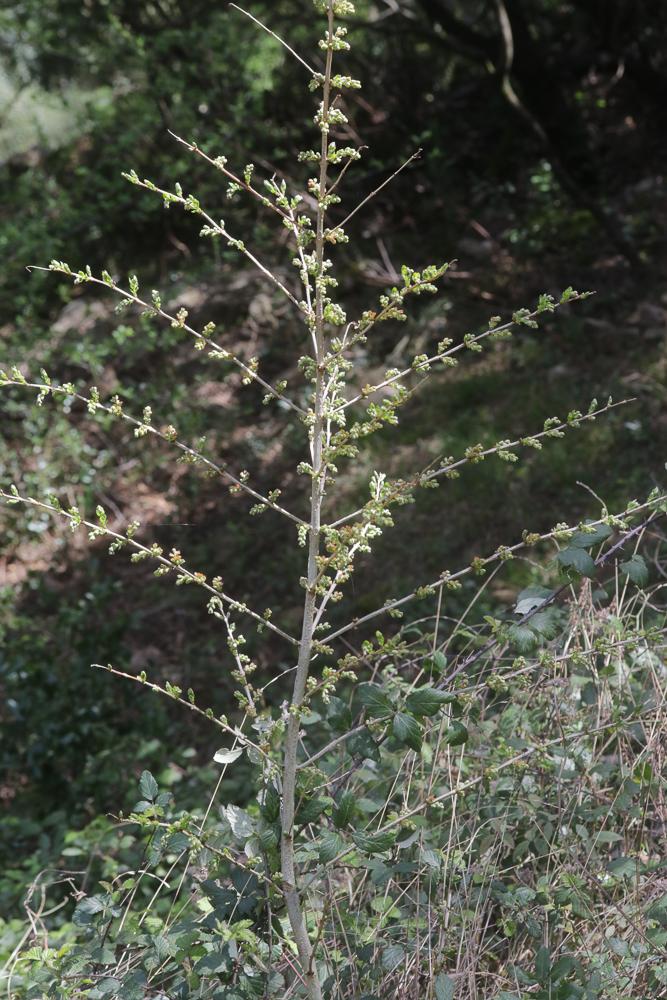 Corroyère à feuilles de myrte, Redoul, Herbe-aux-t Coriaria myrtifolia L., 1753