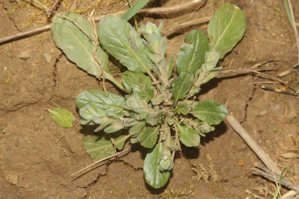 Passerage hérissée Lepidium hirtum (L.) Sm., 1818