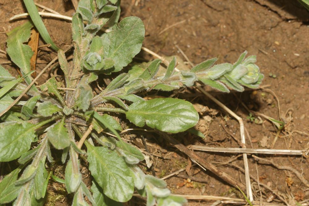 Passerage hérissée Lepidium hirtum (L.) Sm., 1818