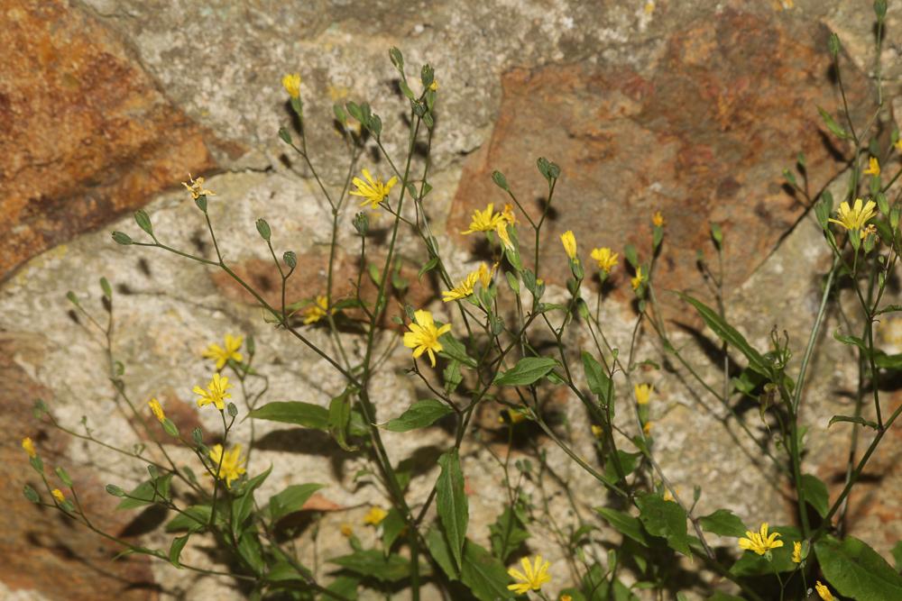 Lampsane commune, Graceline Lapsana communis L., 1753