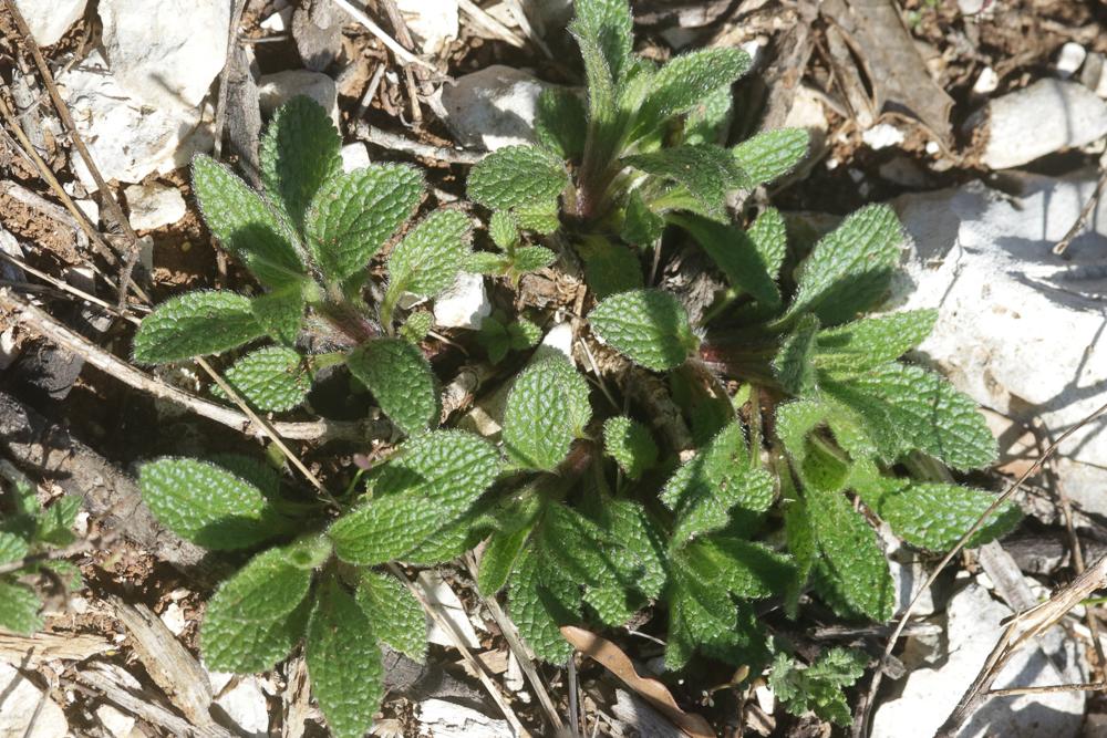 Épiaire droite Stachys recta L., 1767