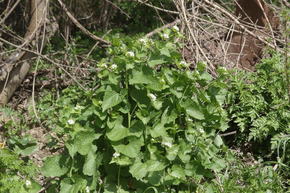 Alliaire, Herbe aux aulx Alliaria petiolata (M.Bieb.) Cavara & Grande, 1913